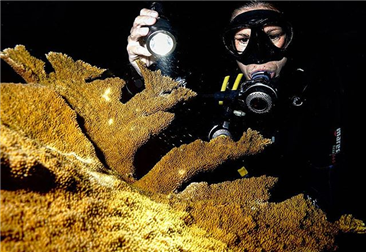 Tips For Drift Diving （1）